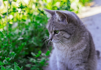 Naklejka na ściany i meble Gray tabby cat on a background of nature.