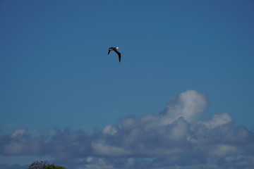 Albatross mating, nesting, and in flight the Peace and Grace of the Albatross gliding above deep blue seas and in cloudy blue skies large wing spans perfect portrait of calm, grace, peace
