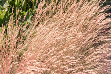 Spikelet plant field, background