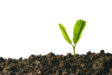 young plants growing  from seed step up  in nature with The fertile soil on isolate background.