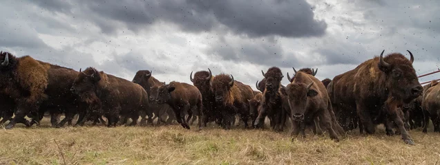 Tuinposter bizon © Aaron