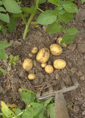 pomme de terre nouvelle ,culture et récolte dans le potager bio