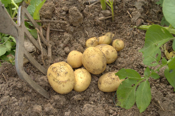 pomme de terre nouvelle ,culture et récolte dans le potager bio