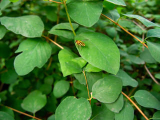 Wild bee landed on the fresh green leaf