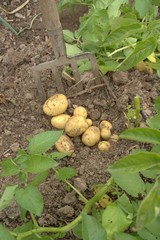 pomme de terre nouvelle ,culture et récolte dans le potager bio