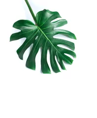 Rolgordijnen Monstera wit tropisch textuur groen blad patroon achtergrond natuurlijk vers monstera bovenaanzicht kopie ruimte