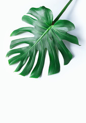 Naklejka na ściany i meble white tropical texture green leaf pattern background natural fresh monstera top view copy space