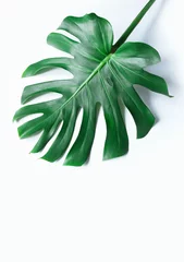 Photo sur Aluminium Monstera texture tropicale blanche feuille verte motif de fond naturel frais monstera vue de dessus copie espace