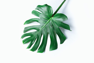 Fototapeta na wymiar white tropical texture green leaf pattern background natural fresh monstera top view copy space