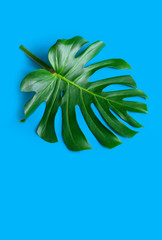 Fototapeta na wymiar blue tropical texture green leaf pattern background natural fresh monstera top view copy space