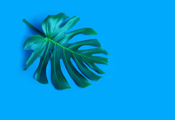 Naklejka na ściany i meble blue tropical texture green leaf pattern background natural fresh monstera top view copy space