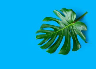 blue tropical texture green leaf pattern background natural fresh monstera top view copy space