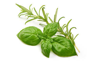Fresh Green Basil Leaves with rosemary, close-up, isolated on white background