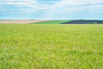 Obraz premium picturesque view of trees growing on green field with white fluffy clouds on blue sky at sunny day