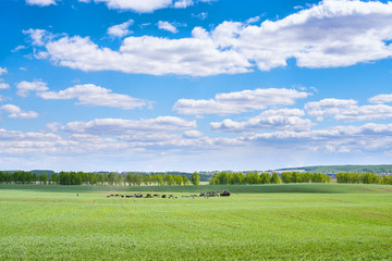 picturesque view of trees growing on green field with white fluffy clouds on blue sky at sunny day