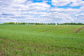 picturesque view of trees growing on green field with white fluffy clouds on blue sky at sunny day
