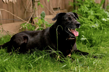 Obraz premium black labrador lying on the grass