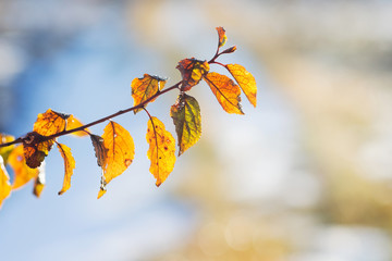 Branch with yellow autumn leaves on a light background against the sun_