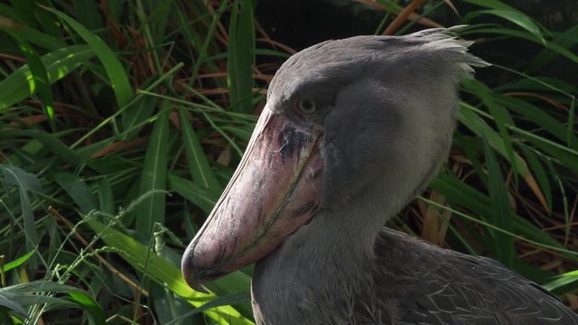 A shoebill (Balaeniceps rex) stork standing surrounded by plants.