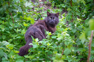 Naklejka na ściany i meble Black fluffy cat in the garden among raspberry bushes_