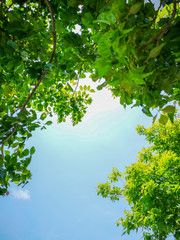 Green leaves on a bright blue sky background and sunlight For the background