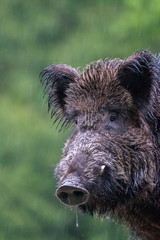 Close up of an isolated hairy wild bore in the forest during winter rain- Romania 