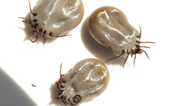 Three ticks full of blood lying on their backs on white surface and moving their legs. 4K resolution video