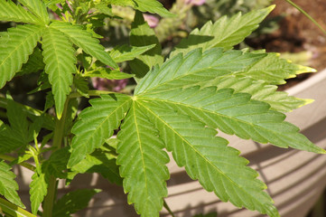 Cannabis Marihuana im Hausgarten