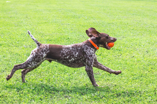 A wonderful young dog of breed German Shorthaired Pointer  running on the grass with a ball in his teeth_