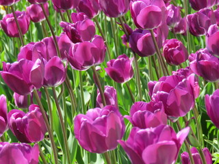 тюльпаны