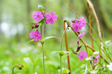 A little pink flower. A woodland mauve flower.
