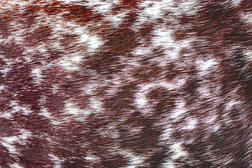 Texture of  wool dog of breed  German Shorthaired Pointer _