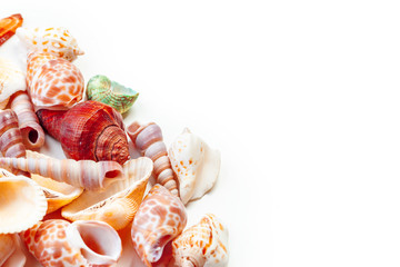 shells isolated on white background