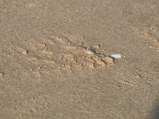 Fototapeta na wymiar Wind crabs on the beach.