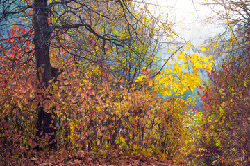 Autumn forest with thickets of young trees near the old thick tree. Multicolored leaves on trees in the fall_