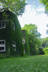 Buildings with white windows covered with green tree vines on a natural background