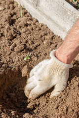 An elderly man transplants strawberries in the garden in the spring