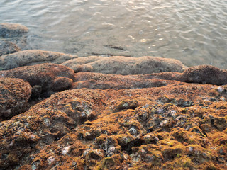 Rocks by the sea, with the remains of shells, shells and green moss on top