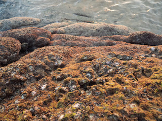 Rocks by the sea, with the remains of shells, shells and green moss on top