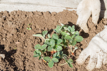 An elderly man transplants strawberries in the garden in the spring