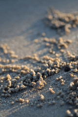 Wind crabs are coming out of the hole, which is their habitat on the beach.