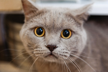 Examination of the cat on the table at the vet
