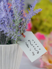 Purple lavender in white pots, greeting cards on Mother's Day Set on a white background and blurry flowers