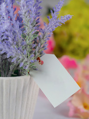 Purple lavender in white pots, with blank tag paper Set on a white background and blurry flowers