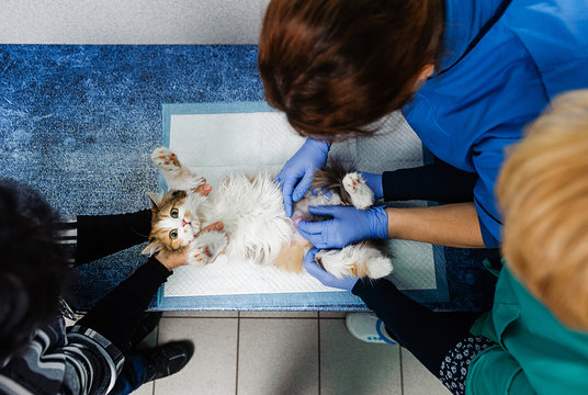 Examination of the cat on the table at the vet