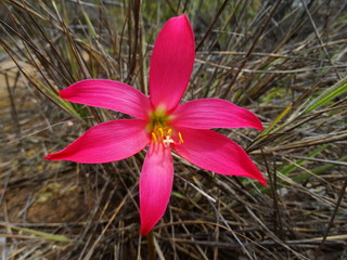 Flor da Caatinga