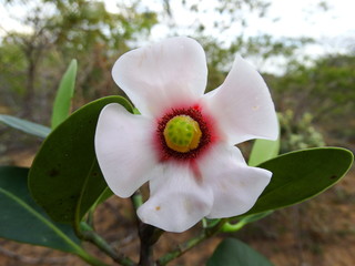 Flor da Caatinga