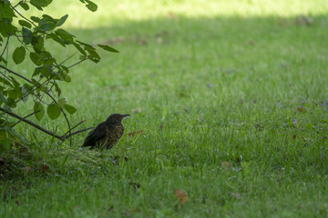 Vogel