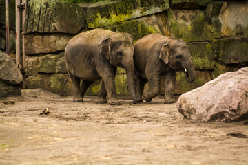16.05.2019. Berlin, Germany. Zoo Tiagarden. The family of elephants walks across the territory and eat a grass.