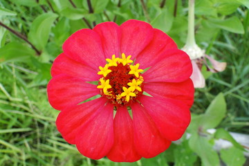 Flor do sert&atilde;o